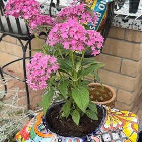 Photo of the plant species Egyptian Starcluster by @SuperbViolet87 named Winston on Greg, the plant care app