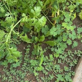 Photo of the plant species Cilantro 'Filtro' by @SuperbViolet87 named Leaf Erickson on Greg, the plant care app