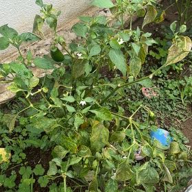 Photo of the plant species Jalepeno by @SuperbViolet87 named Dolores on Greg, the plant care app