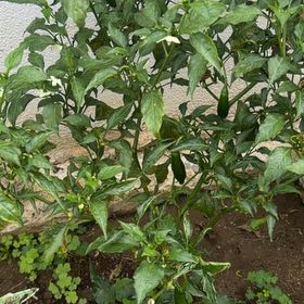 Photo of the plant species Serrano Pepper by @SuperbViolet87 named Mollie on Greg, the plant care app