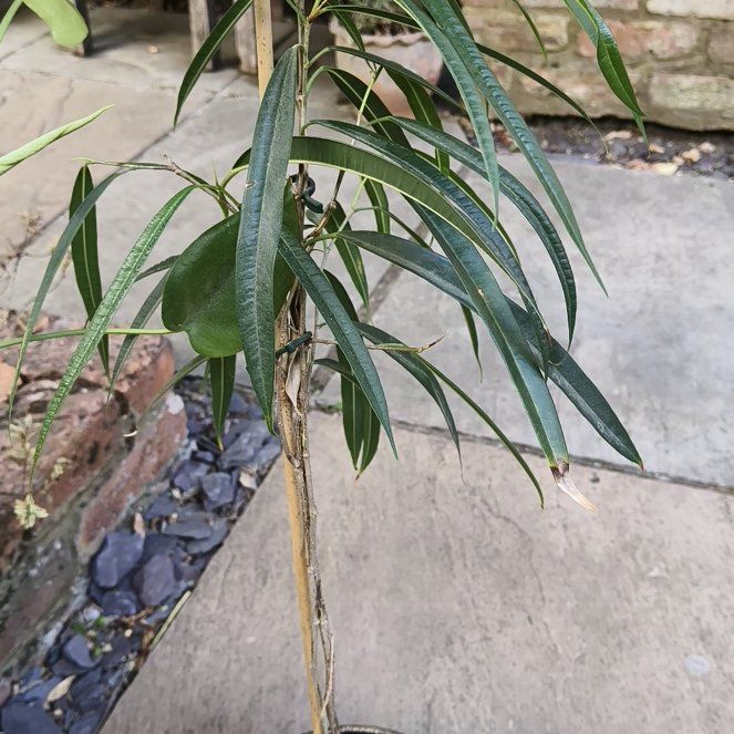 Photo of the plant species African Sumac by @IdolCanna75 named Leggy Queen on Greg, the plant care app