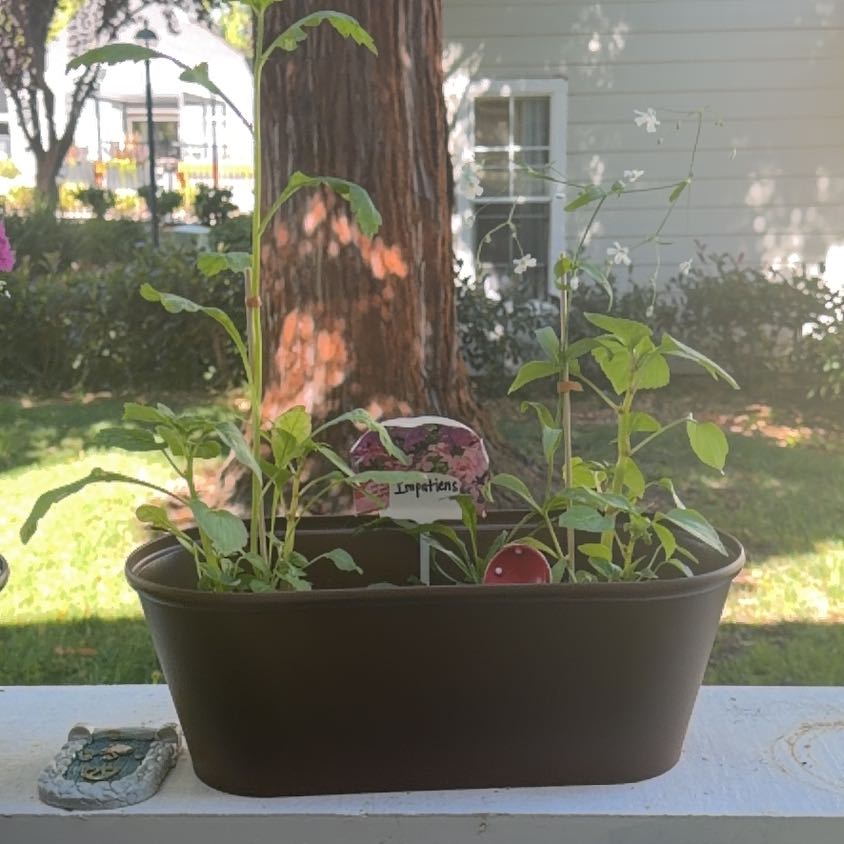 Photo of the plant species Impatiens by @SassyBarley70 named Lavender on Greg, the plant care app