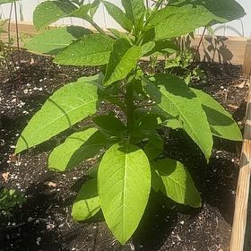 Photo of the plant species American Pokeweed by @Masaispurge55 named Spike Leaves on Greg, the plant care app