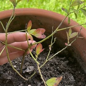 Photo of the plant species Hillside Blueberry by @DjSopita named Beckham on Greg, the plant care app