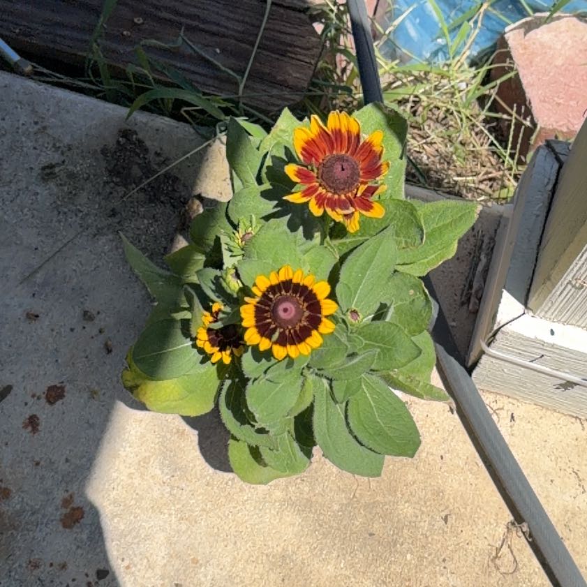 Photo of the plant species Blackeyed Susan by @PrimeIcarus85 named Marilyn on Greg, the plant care app