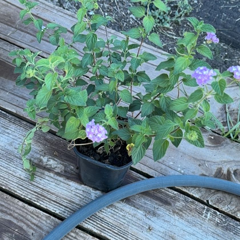 Photo of the plant species Purple Lantana by @PrimeIcarus85 named Eva on Greg, the plant care app