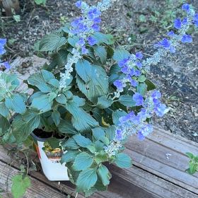 Photo of the plant species Mealycup Sage by @PrimeIcarus85 named Maya on Greg, the plant care app
