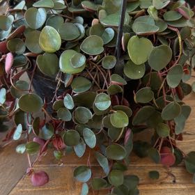 Photo of the plant species Ruby Cascade by @WittyCaraway74 named 6 on Greg, the plant care app