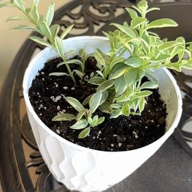 Photo of the plant species Bolero Bicolor Lipstick by @CreativeRye12 named Austen on Greg, the plant care app