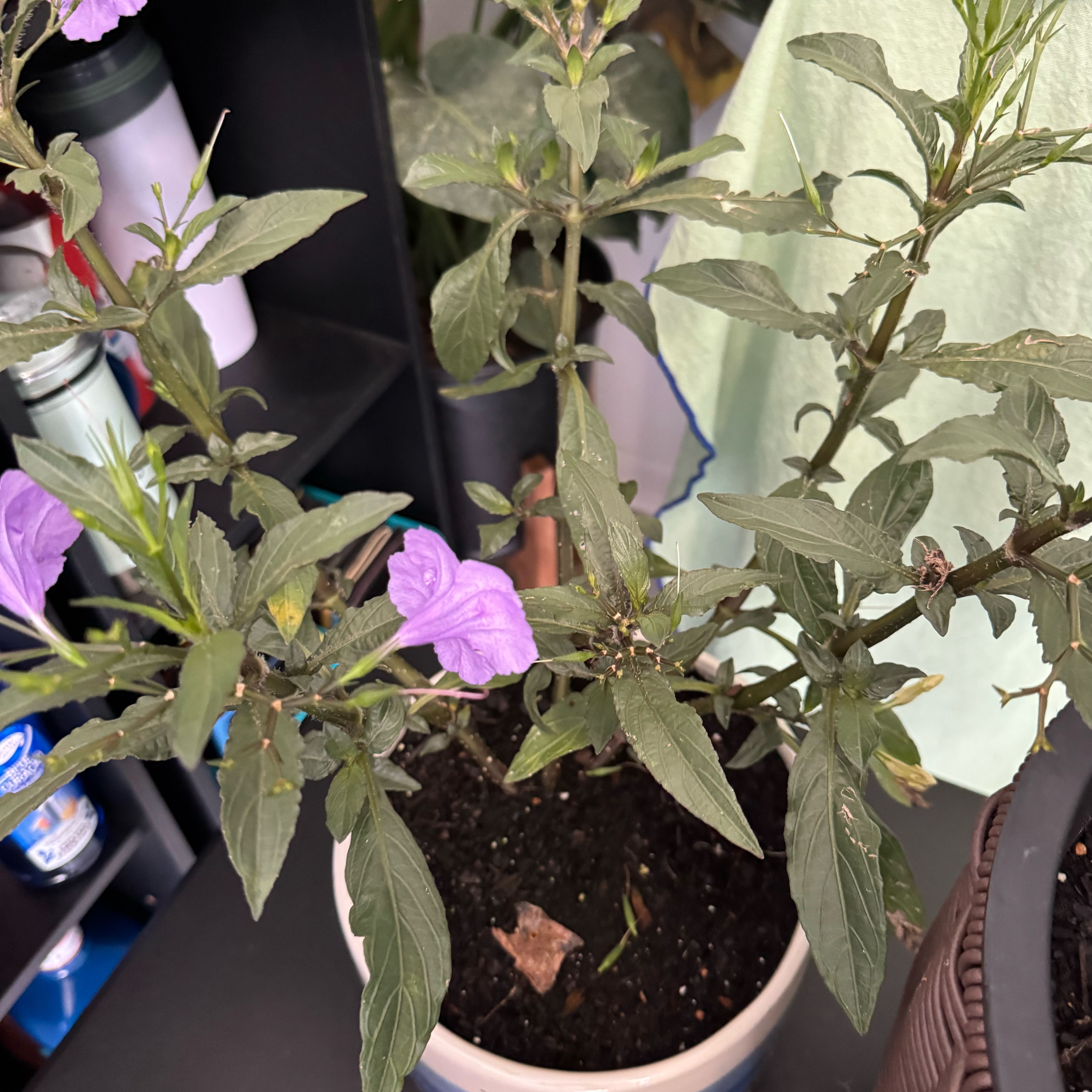 Photo of the plant species Mexican Bluebell by @PetHeather11 named Miley on Greg, the plant care app
