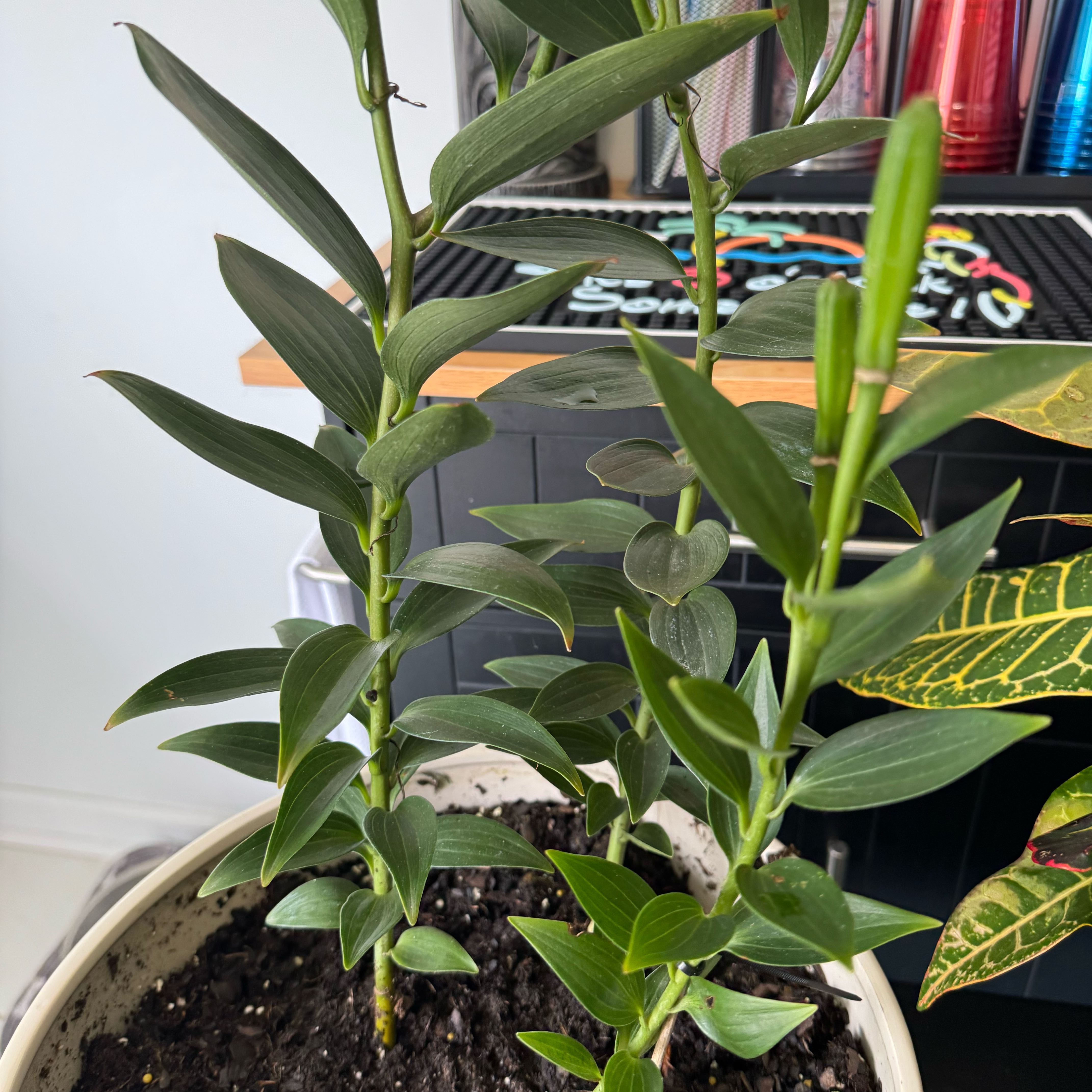Photo of the plant species Tiger Lily by @PetHeather11 named Orlando Bloom on Greg, the plant care app