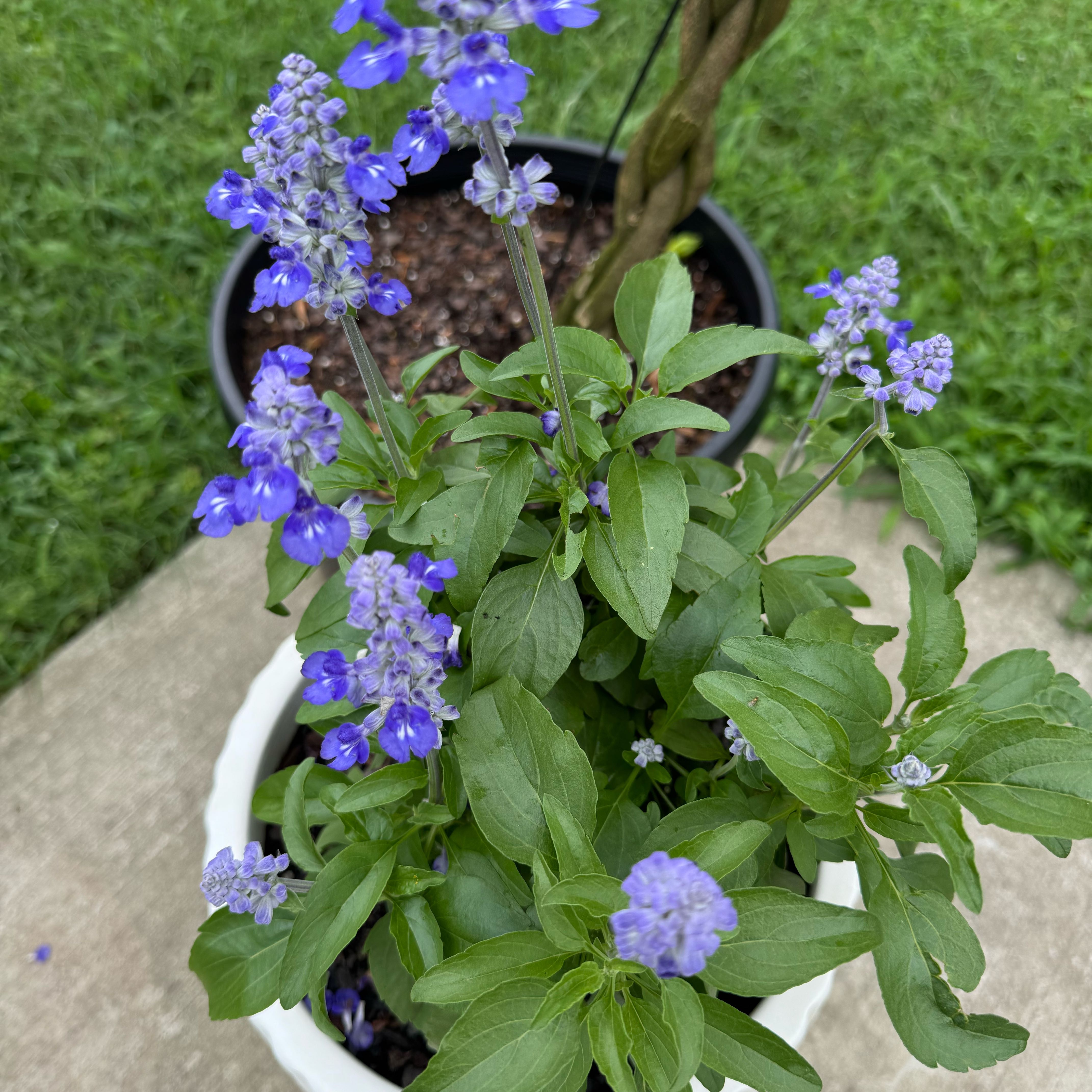 Photo of the plant species Mealycup Sage by @PetHeather11 named Daphne on Greg, the plant care app