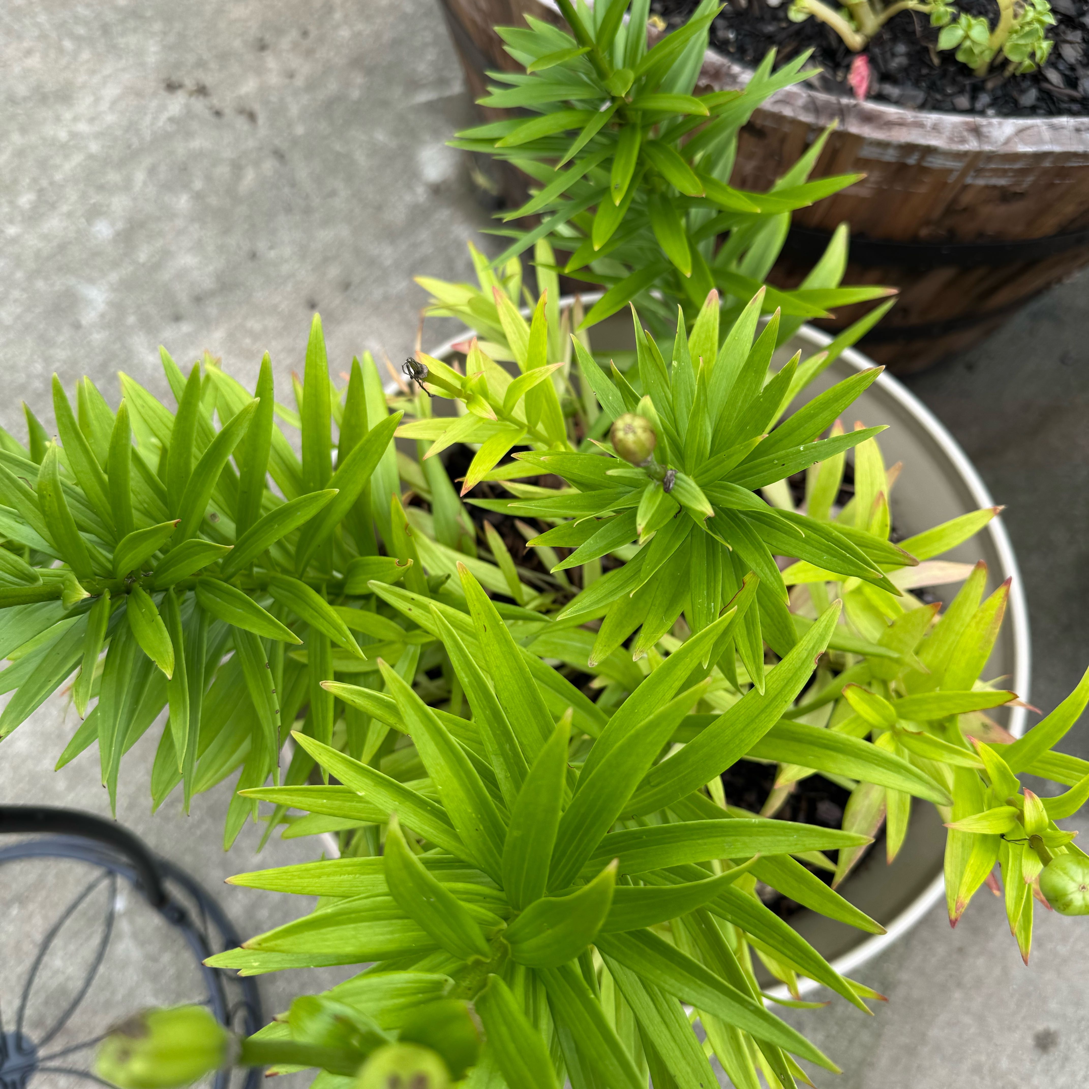Photo of the plant species Easter Lily by @PetHeather11 named Naomi on Greg, the plant care app