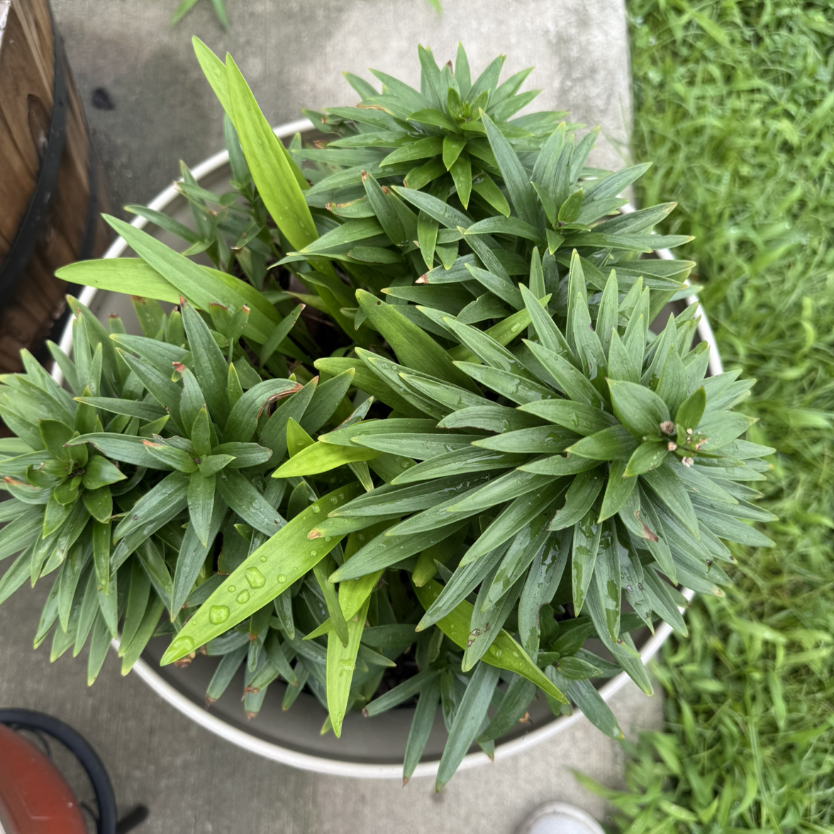 Photo of the plant species Easter Lily by @PetHeather11 named Emerson on Greg, the plant care app