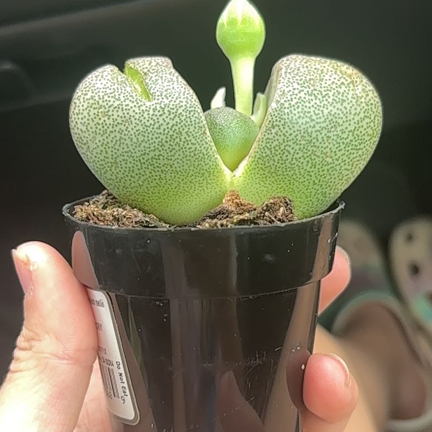 Photo of the plant species Split Rock by @NiceRamarama17 named Luna on Greg, the plant care app