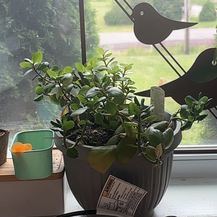 Photo of the plant species Sprawling Wirevine by @NiceRamarama17 named ChloroPhil on Greg, the plant care app