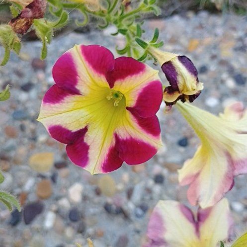 Photo of the plant species Petunia by @BusyTievine6 named Sir Plancelot on Greg, the plant care app