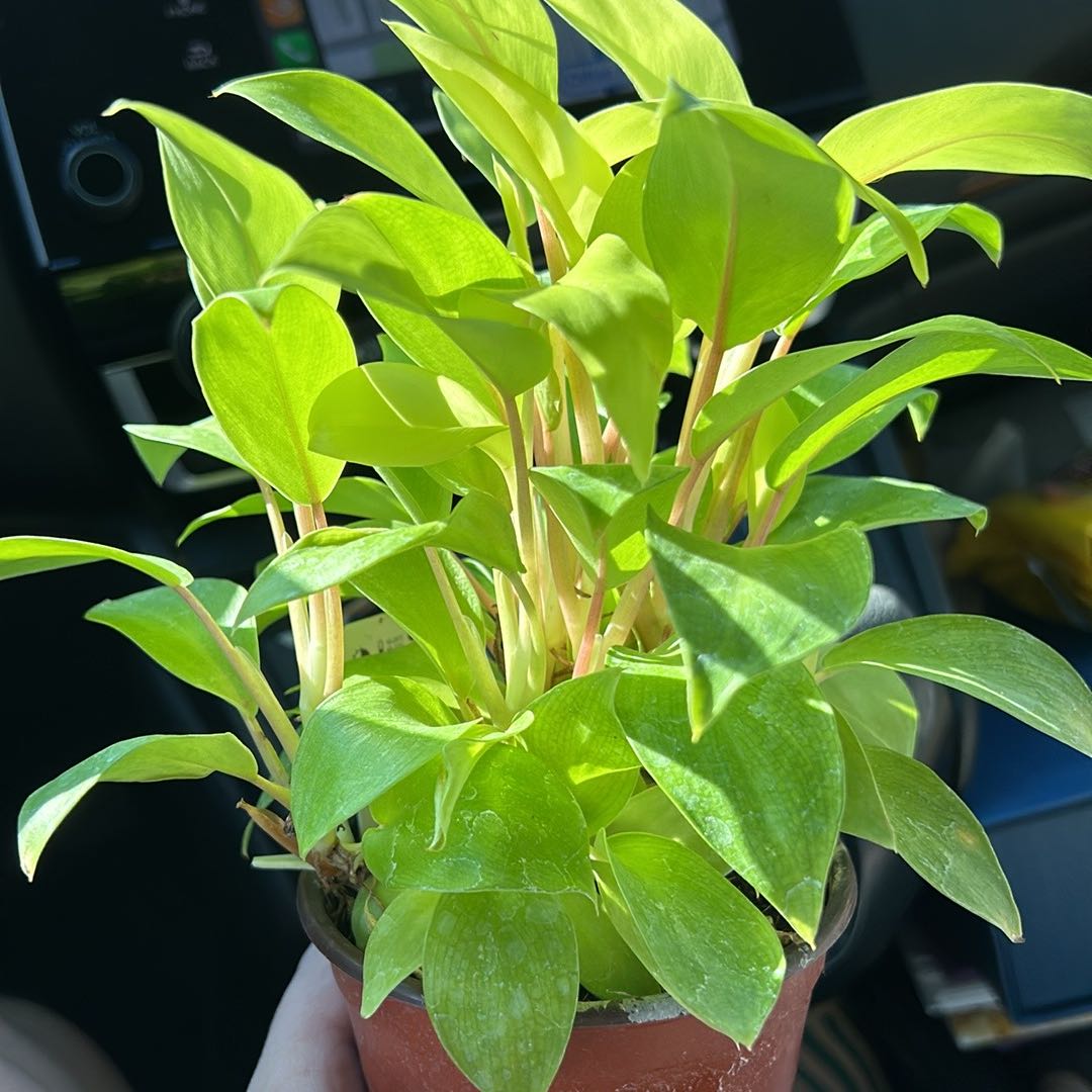 Philodendron Lemon Lime plant in a small pot with vibrant green leaves.