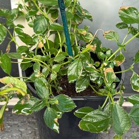 Photo of the plant species Yellow Sage by @NiceTawa48 named Einstein on Greg, the plant care app