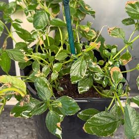 Photo of the plant species Yellow Sage by @NiceTawa48 named Shakira on Greg, the plant care app