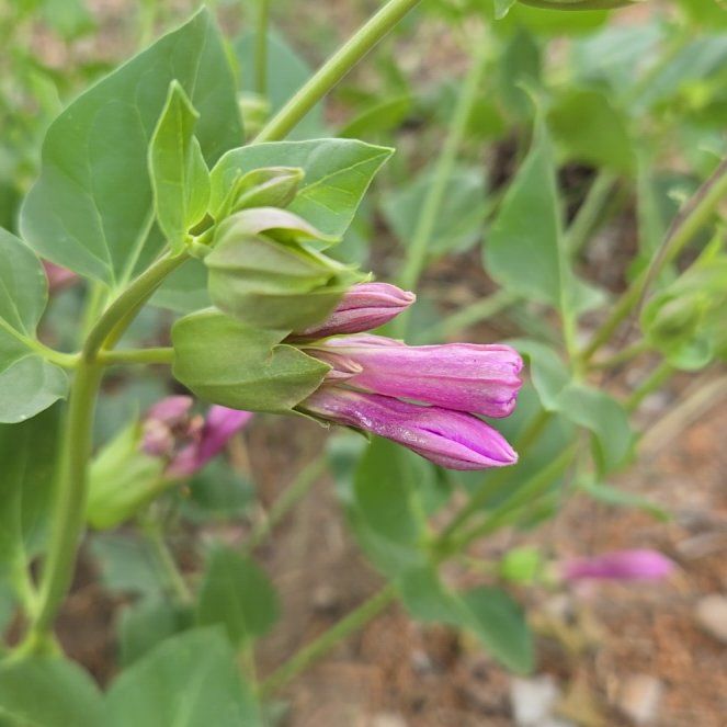 Photo of the plant species Colorado Four O'Clock by @WiseFallugia87 named Elle on Greg, the plant care app