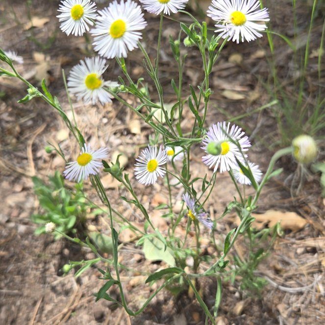 Photo of the plant species Annual Fleabane by @WiseFallugia87 named Mochi on Greg, the plant care app