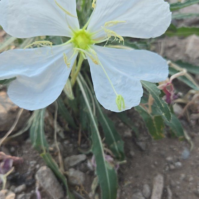 Photo of the plant species Showy Pink Evening Primrose by @WiseFallugia87 named Peter Parker on Greg, the plant care app