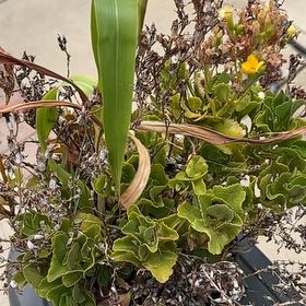 Photo of the plant species Perez's Sea Lavender by @SirAsarina37 named Girlfrond on Greg, the plant care app