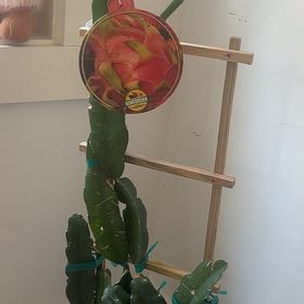 Photo of the plant species dragon fruit by @HopefulBlueech named Navajo on Greg, the plant care app
