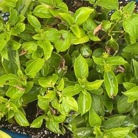 Photo of the plant species Annual Mercury by @UnopposedMira98 named Walt on Greg, the plant care app