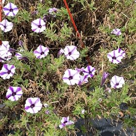 Photo of the plant species Spreading Phlox by @UnopposedMira98 named Osmo on Greg, the plant care app