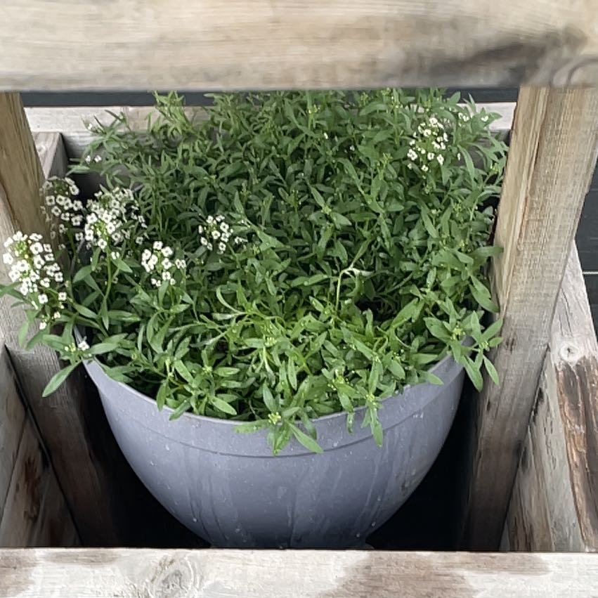 Photo of the plant species Sweet Alyssum by @UnopposedMira98 named Stella on Greg, the plant care app