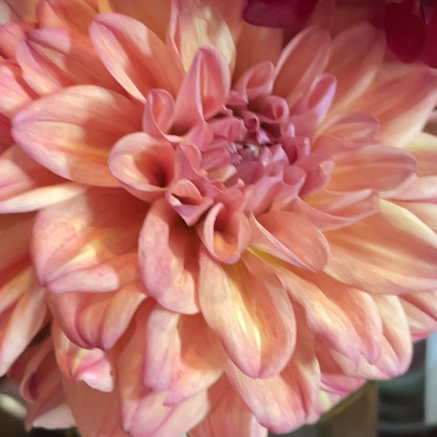 Photo of the plant species Garden Dahlia by @UnopposedMira98 named Aria on Greg, the plant care app