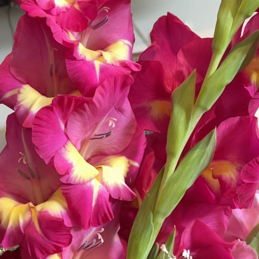 Photo of the plant species Eastern Gladiolus by @UnopposedMira98 named Bieber on Greg, the plant care app