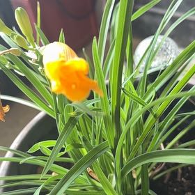 Photo of the plant species Yellow Daylily by @KingpinShadbush named Diana on Greg, the plant care app