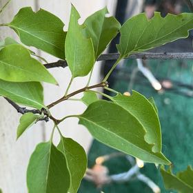 Photo of the plant species Lilac by @FieryTreeivy22 named Bodhi on Greg, the plant care app