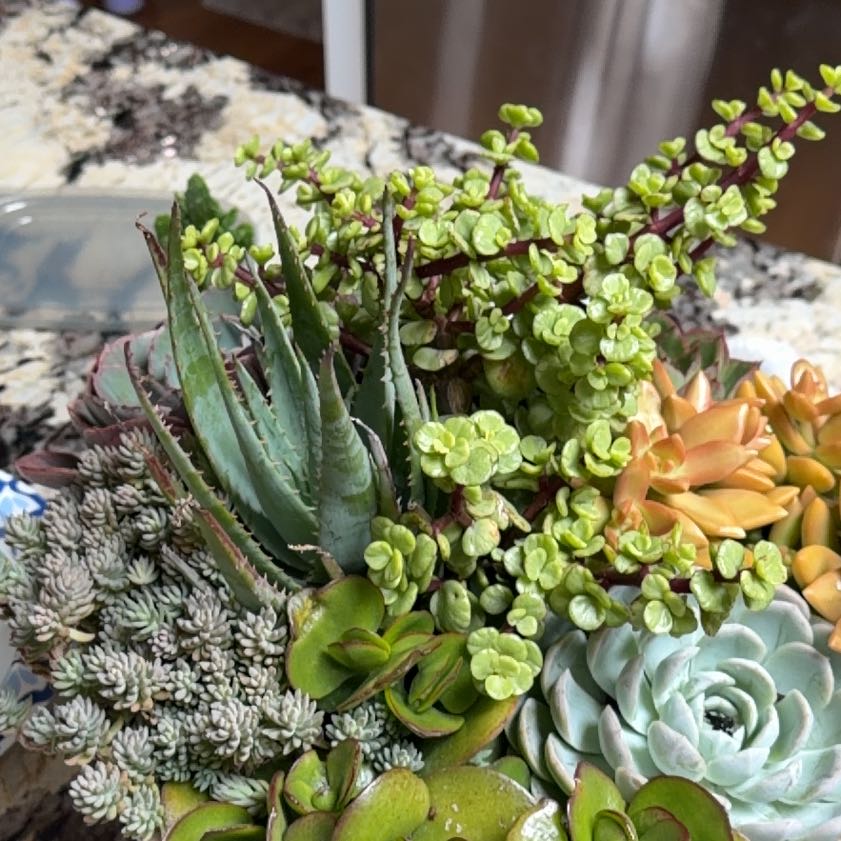 Photo of the plant species Oregon Stonecrop by @MellowTauhinu63 named Mollie on Greg, the plant care app