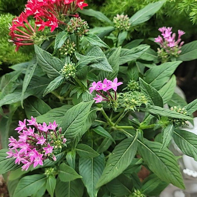 Photo of the plant species Egyptian Starcluster by @NovelOricad22 named Gaga on Greg, the plant care app