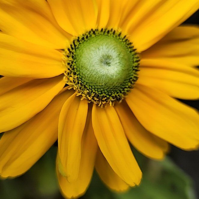 Photo of the plant species Blackeyed Susan by @NovelOricad22 named Prince on Greg, the plant care app