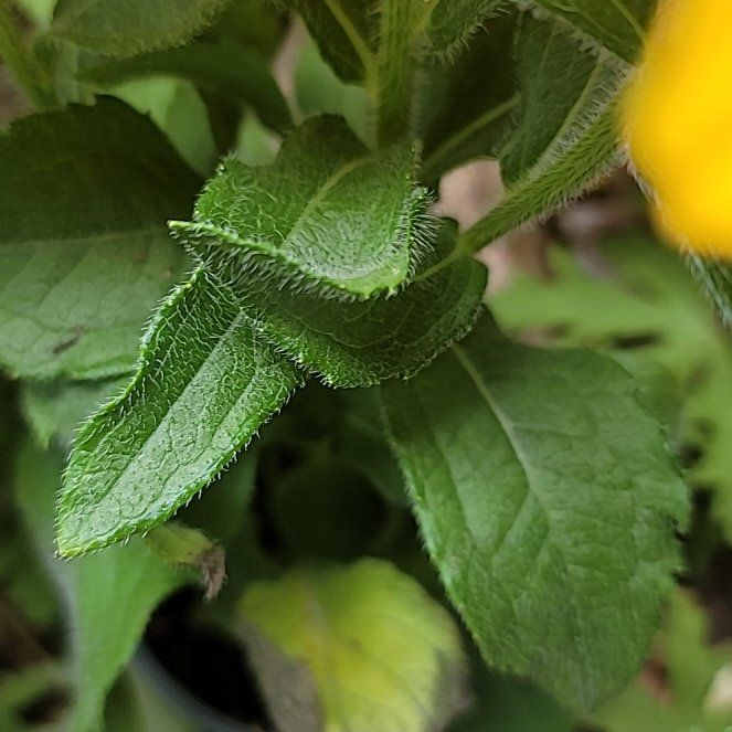 Photo of the plant species Blackeyed Susan by @NovelOricad22 named Osmo on Greg, the plant care app