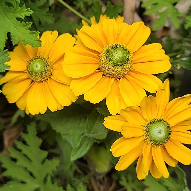 Photo of the plant species Sneezeweed by @NovelOricad22 named Madonna on Greg, the plant care app