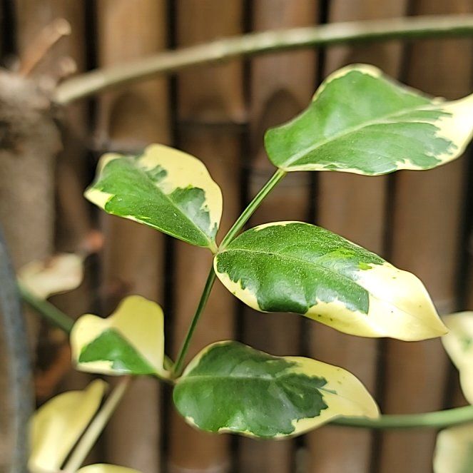 Photo of the plant species Bowerplant by @NovelOricad22 named Lebron on Greg, the plant care app