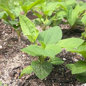 Photo of the plant species Petunia by @MatureFlax40 named Rihanna on Greg, the plant care app