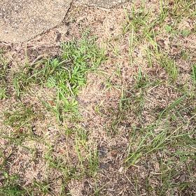 Photo of the plant species Wiregrass by @MatureFlax40 named da Vinci on Greg, the plant care app
