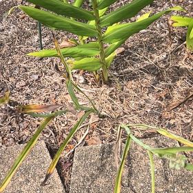 Photo of the plant species False Solomon's Seal by @MatureFlax40 named Zeus on Greg, the plant care app
