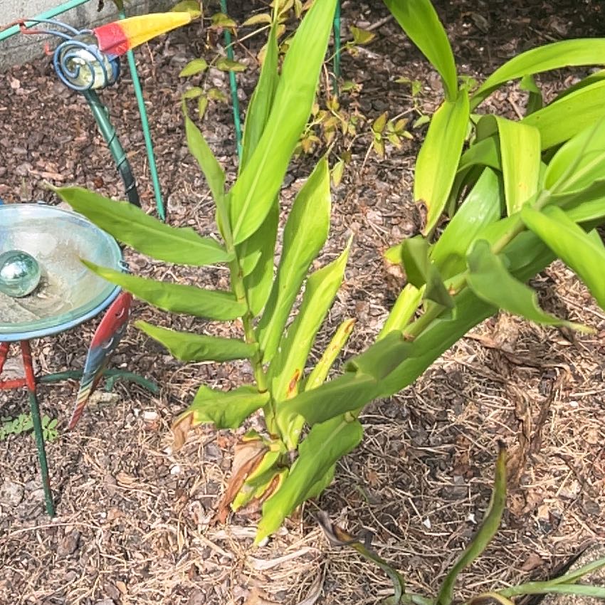 Photo of the plant species Butterfly Ginger by @MatureFlax40 named Sproutacus on Greg, the plant care app