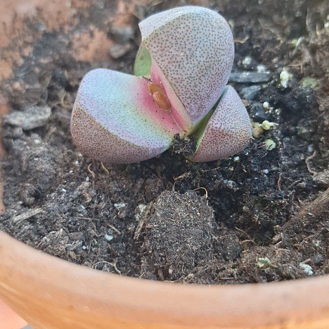 Photo of the plant species Purple Split Rock by @MentorCentro43 named Chompy on Greg, the plant care app