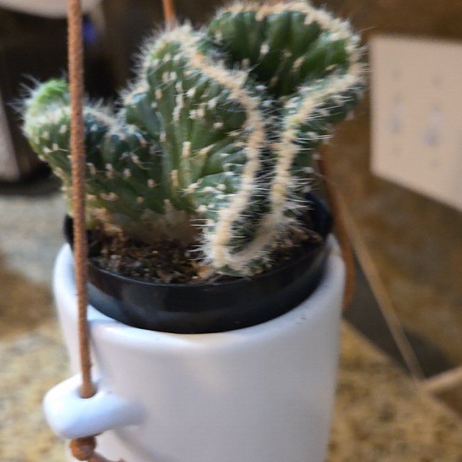 Photo of the plant species Opuntia cylindrica f. cristata by @YernOrchids67 named Henri on Greg, the plant care app