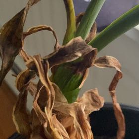 Photo of the plant species Sea Daffodil by @BrightFanmoss31 named Leonardo on Greg, the plant care app