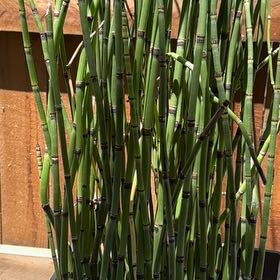 Photo of the plant species Common Scouring-Rush by @SentinelAgave35 named Sigmund on Greg, the plant care app